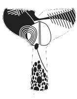 Whale Tail logo
